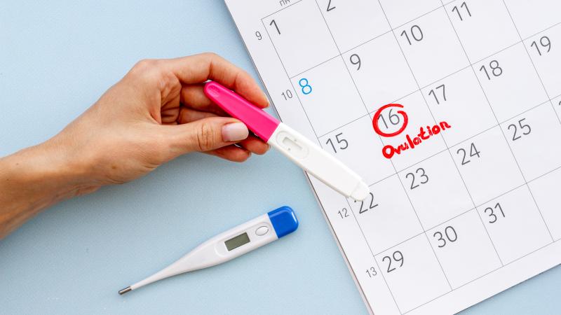 Ovulation calendar